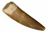 Fossil Plesiosaur (Zarafasaura) Tooth - Morocco #186215-1